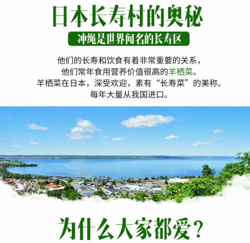 鹿角菜羊栖菜长寿菜海洋中的美食晒干羊栖菜包邮