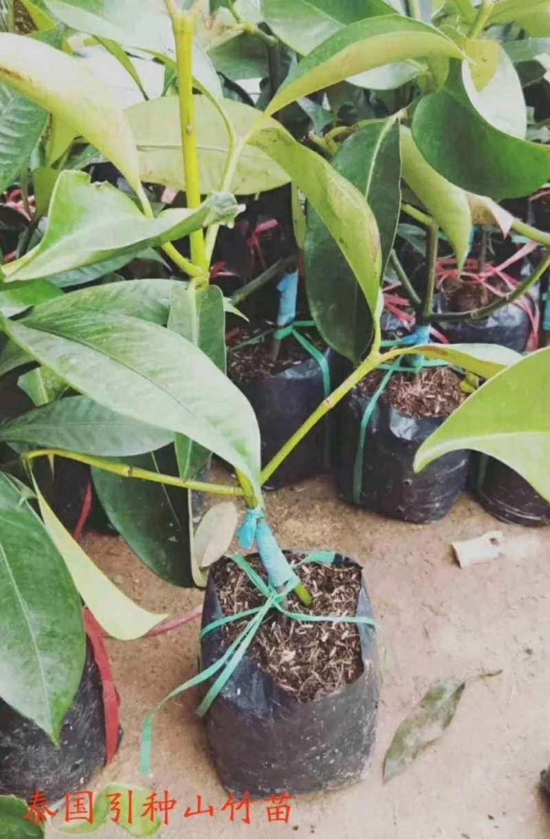 山竹苗果树苗盆栽地栽庭院山竹树苗当年结果