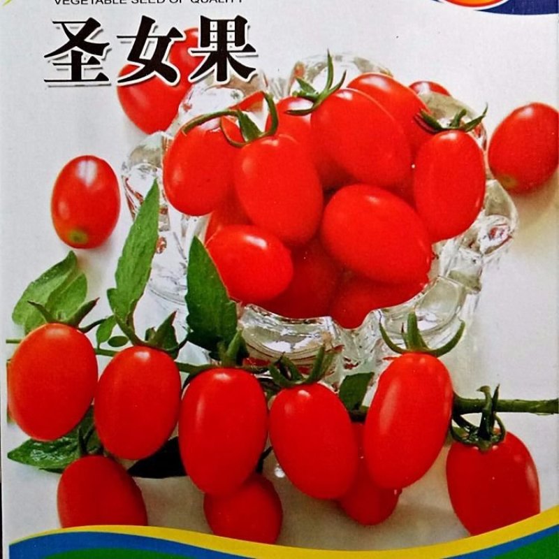 多彩番茄种子