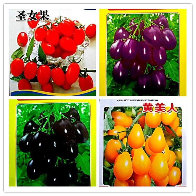 多彩番茄种子
