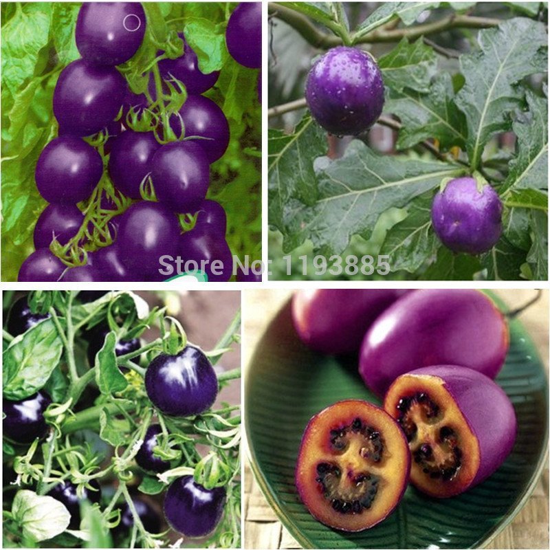 多彩番茄种子