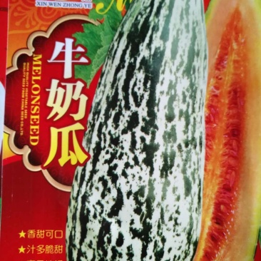 甜瓜种子