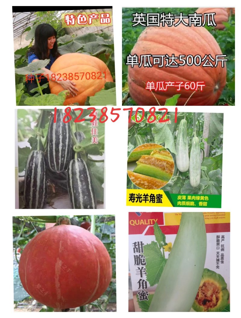 甜瓜种子