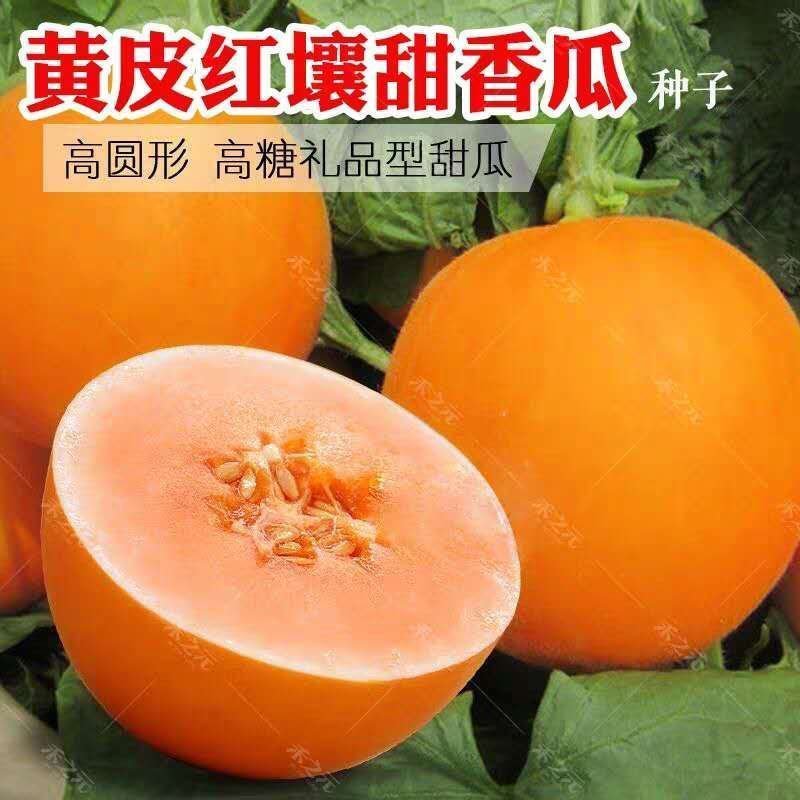 甜瓜种子