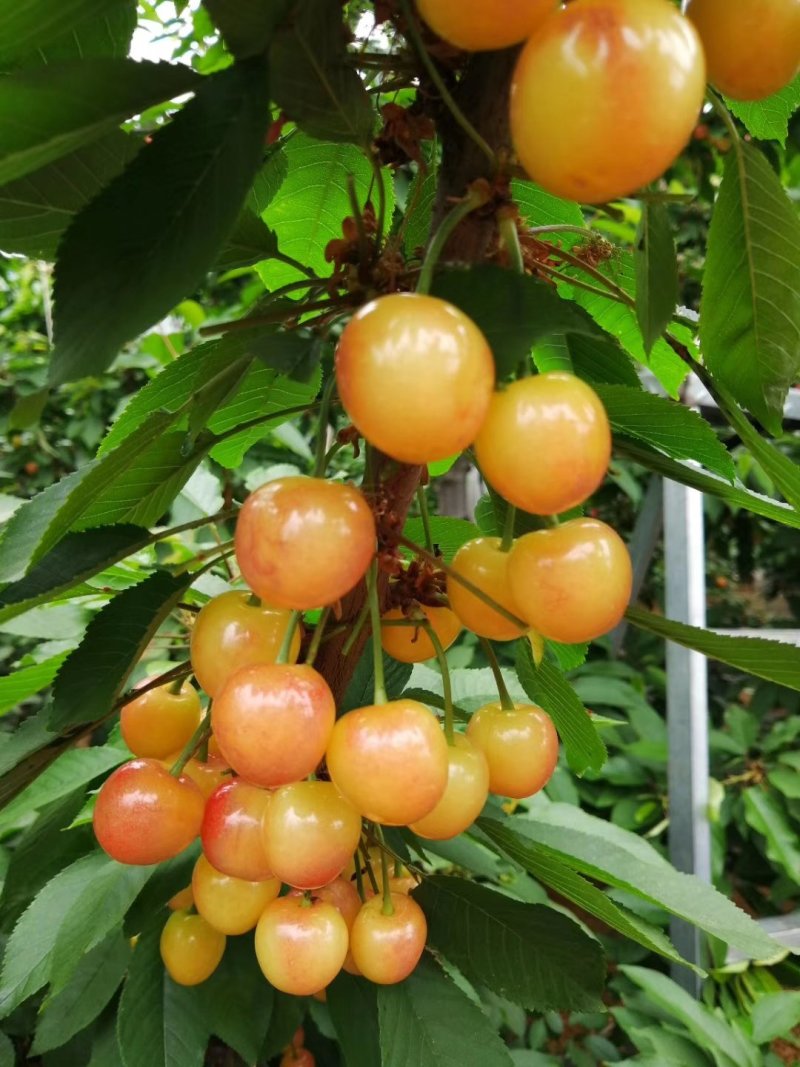 大樱桃