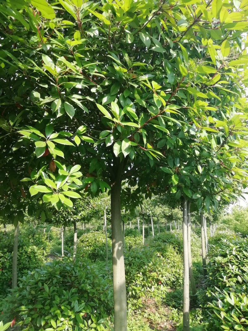 湖北孝感，高杆红叶石楠大量出售，杆直冠圆，