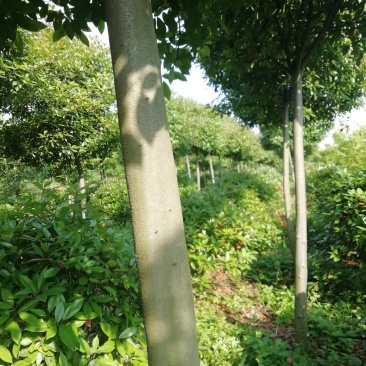 湖北孝感，高杆红叶石楠大量出售，杆直冠圆，