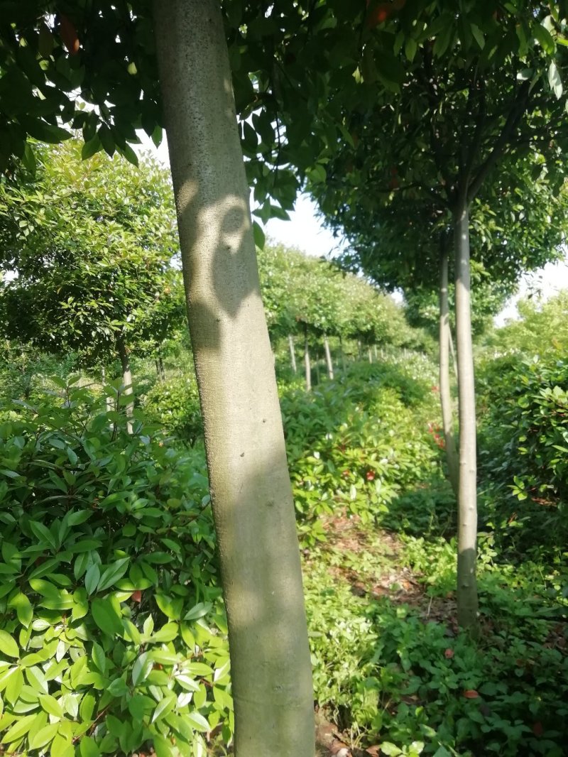湖北孝感，高杆红叶石楠大量出售，杆直冠圆，