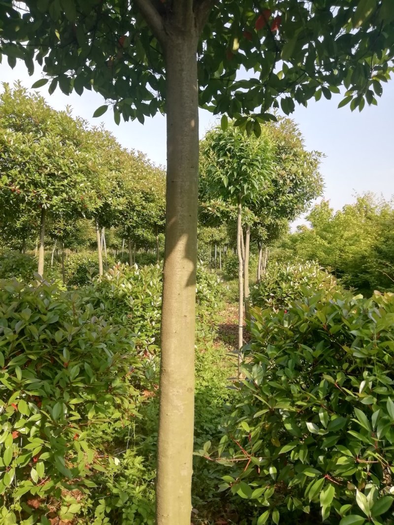 湖北孝感，高杆红叶石楠大量出售，杆直冠圆，
