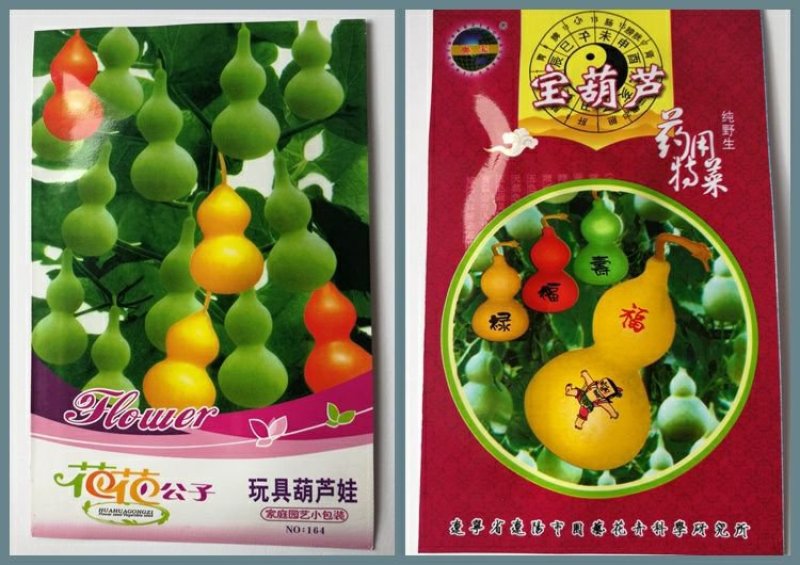 葫芦种子