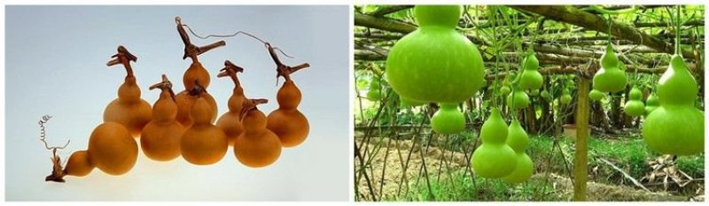 葫芦种子