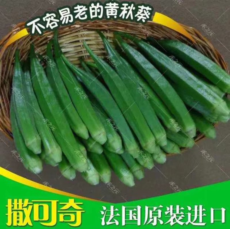 胡萝卜驱蚊草秋葵种子
