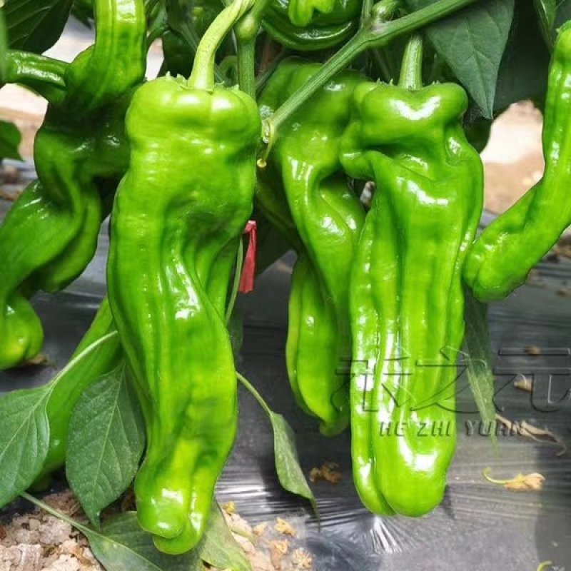 胡萝卜驱蚊草秋葵种子