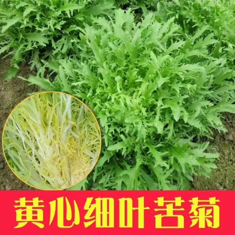 胡萝卜驱蚊草秋葵种子