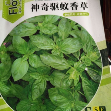 胡萝卜驱蚊草秋葵种子
