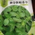 胡萝卜驱蚊草秋葵种子