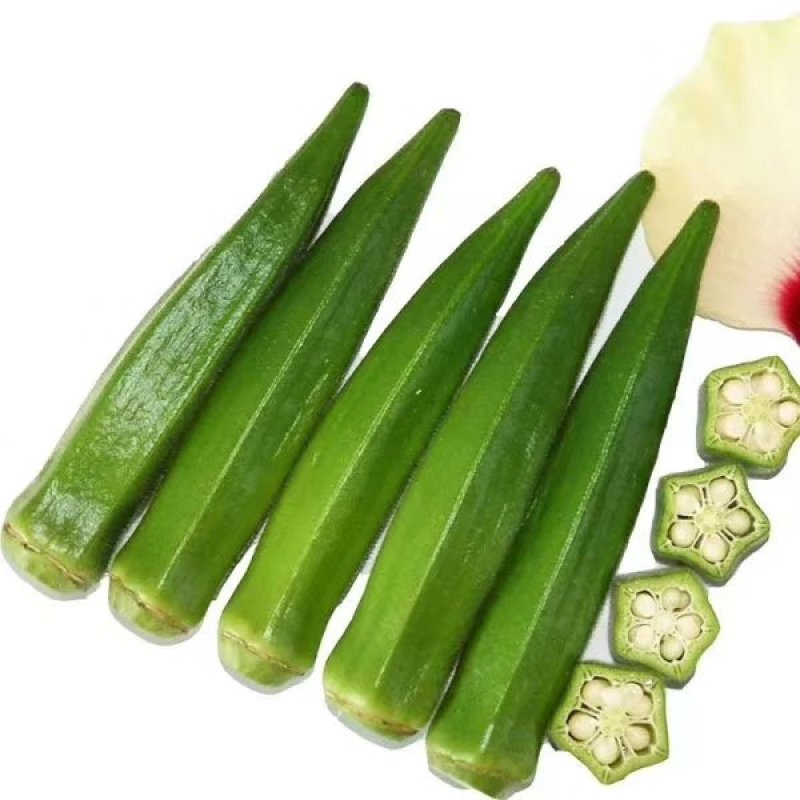 胡萝卜驱蚊草秋葵种子