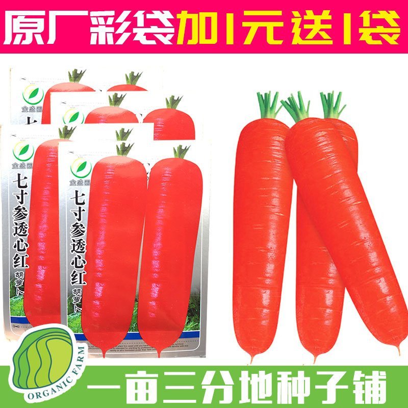 胡萝卜驱蚊草秋葵种子