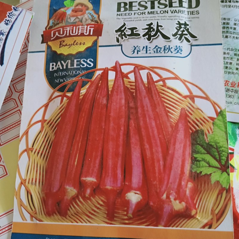胡萝卜驱蚊草秋葵种子