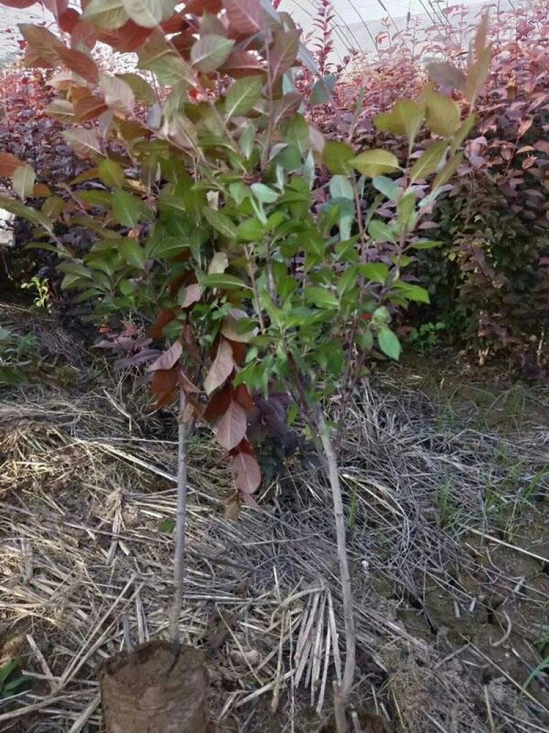 优质红叶李货源充足基地直发量大从优欢迎老板前来选购