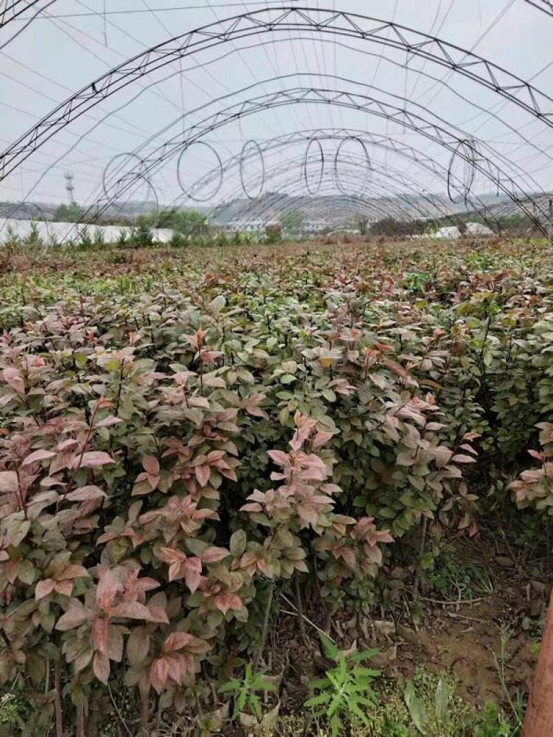 优质红叶李货源充足基地直发量大从优欢迎老板前来选购