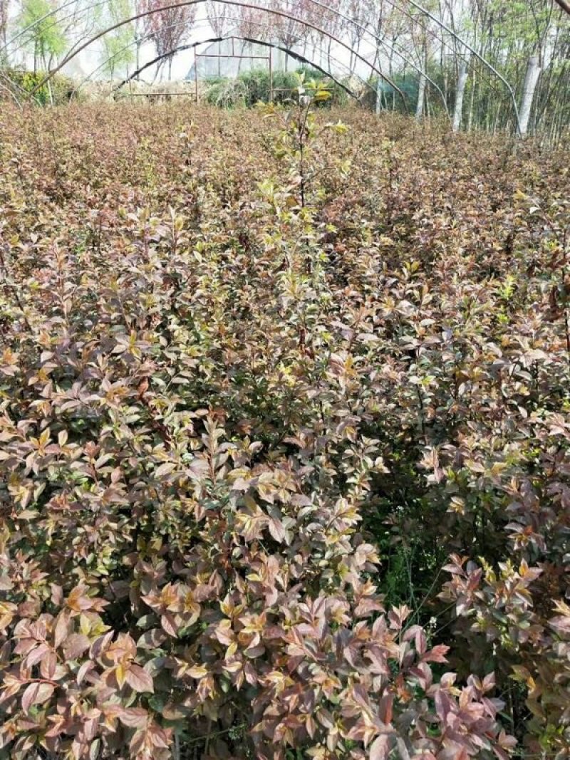 优质红叶李货源充足基地直发量大从优欢迎老板前来选购