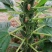 高产芝麻种子