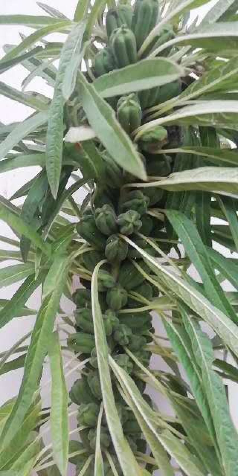 高产芝麻种子
