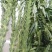 高产芝麻种子