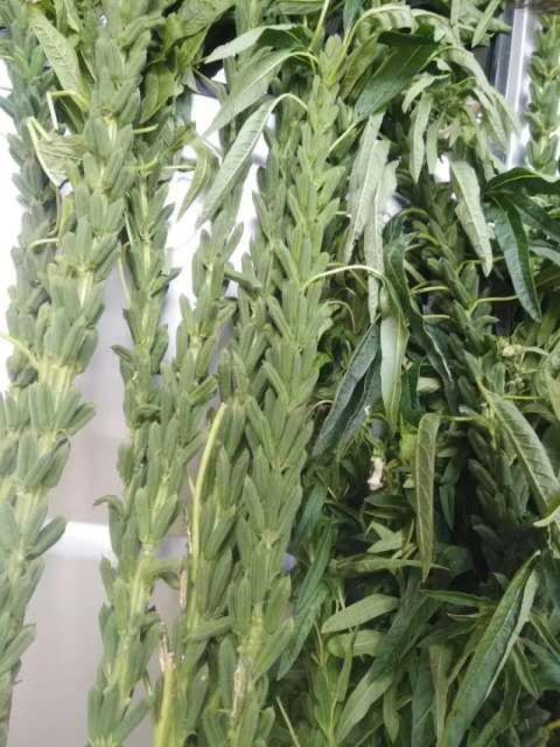 高产芝麻种子