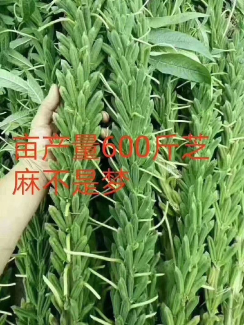 高产芝麻种子