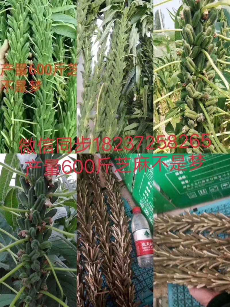 高产芝麻种子