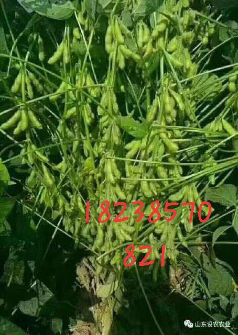 大豆种子