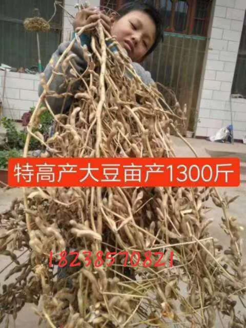 大豆种子