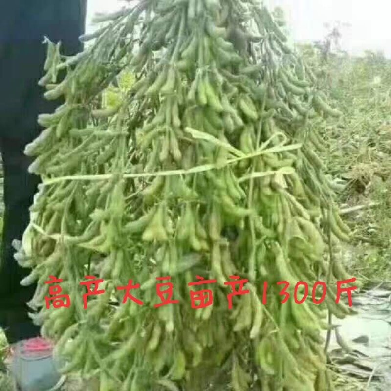 大豆种子