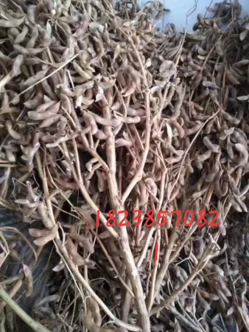 大豆种子