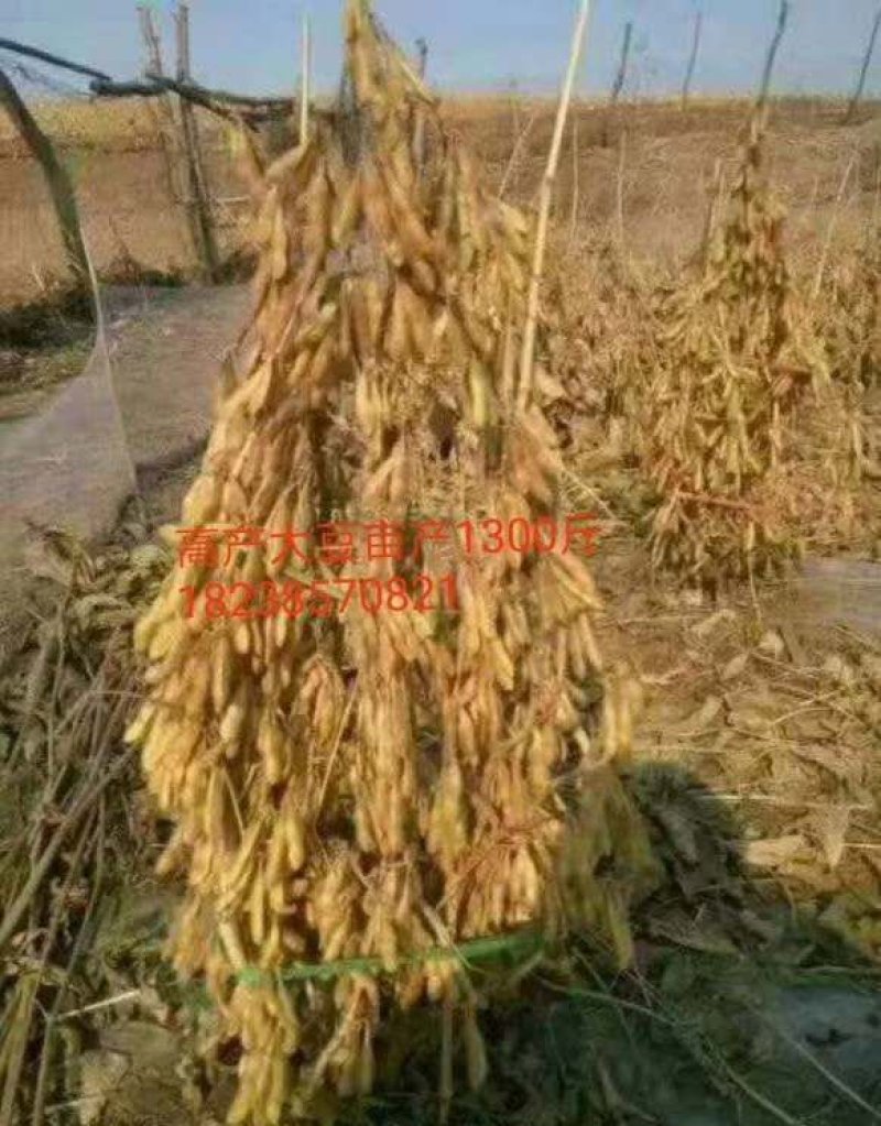 大豆种子