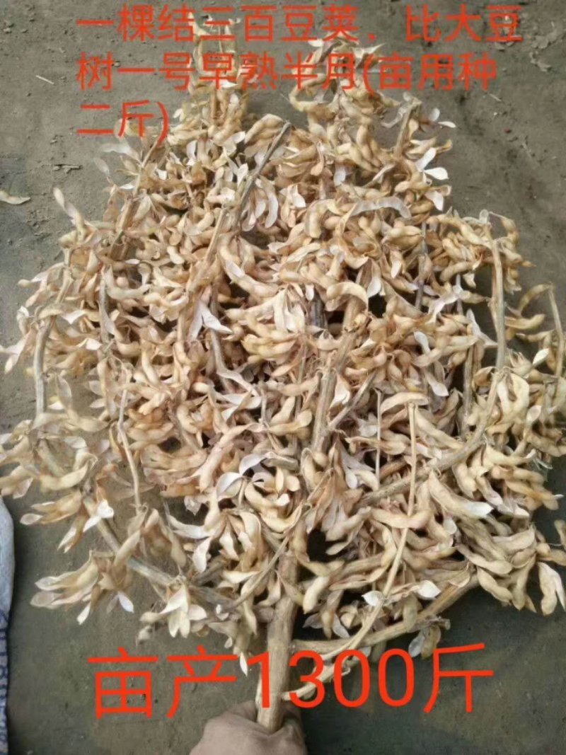 大豆种子