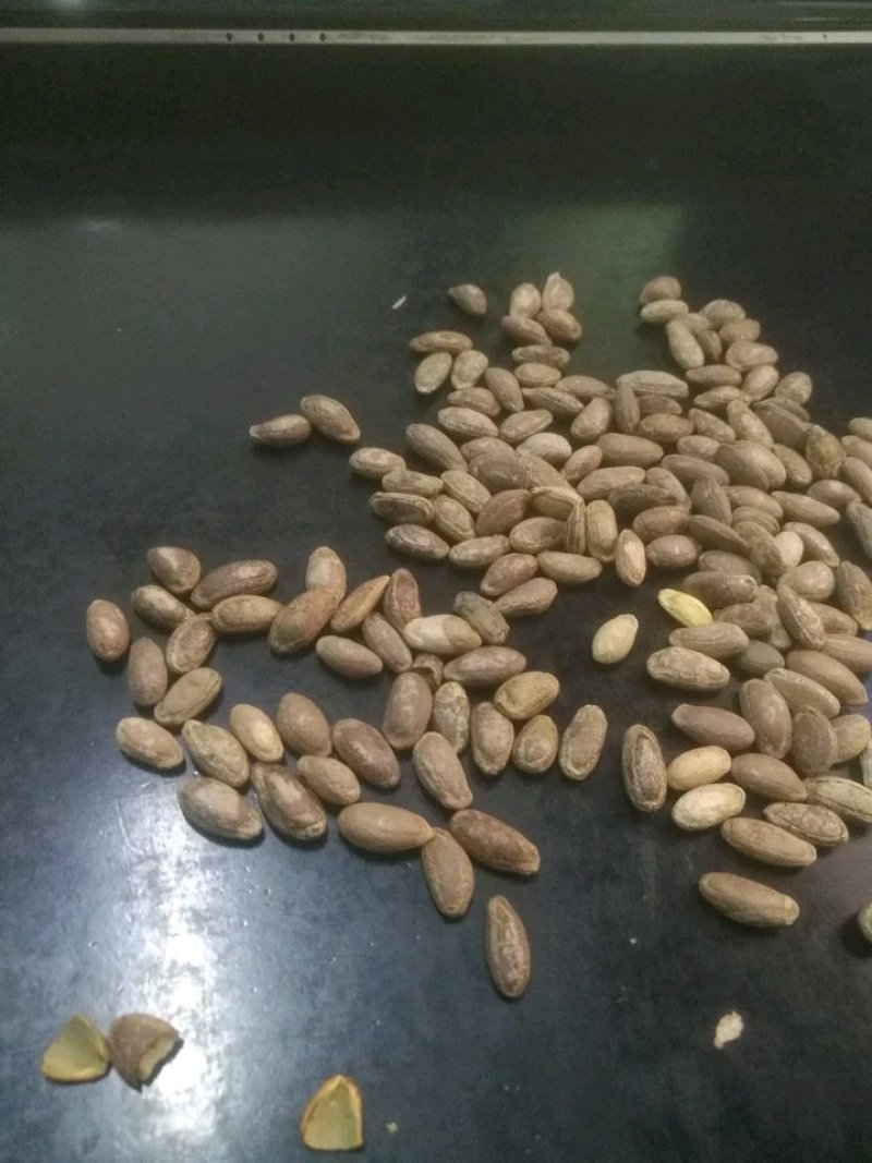 瓜子，香瓜子，瓜蒌籽，9号品种