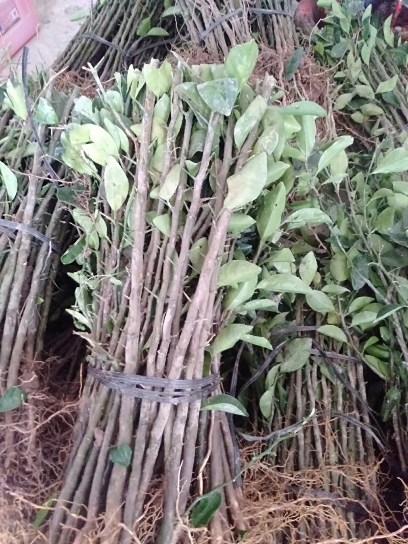 红橘小苗包邮红橘实生苗广西桂林产地直销包邮