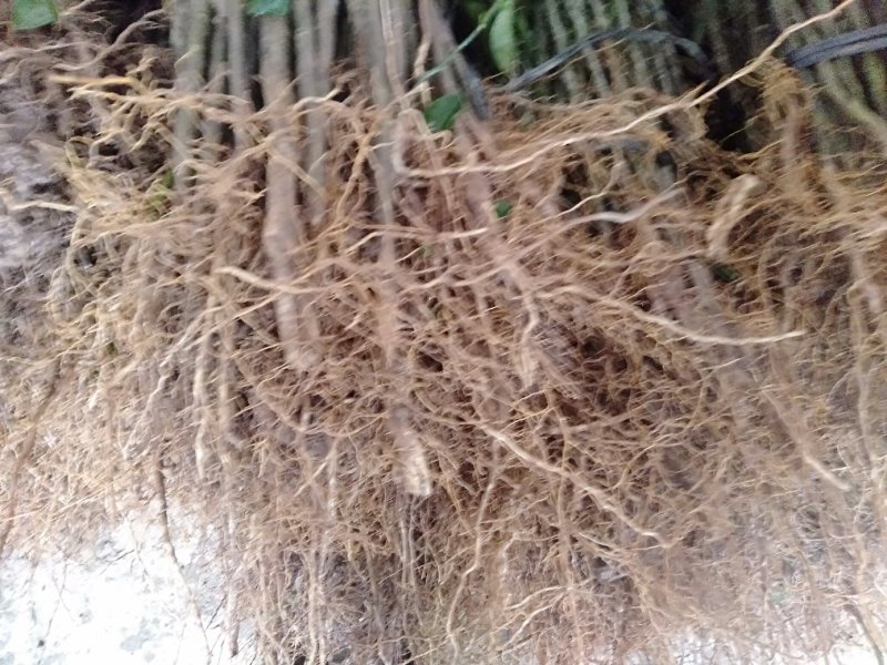 红橘小苗包邮红橘实生苗广西桂林产地直销包邮