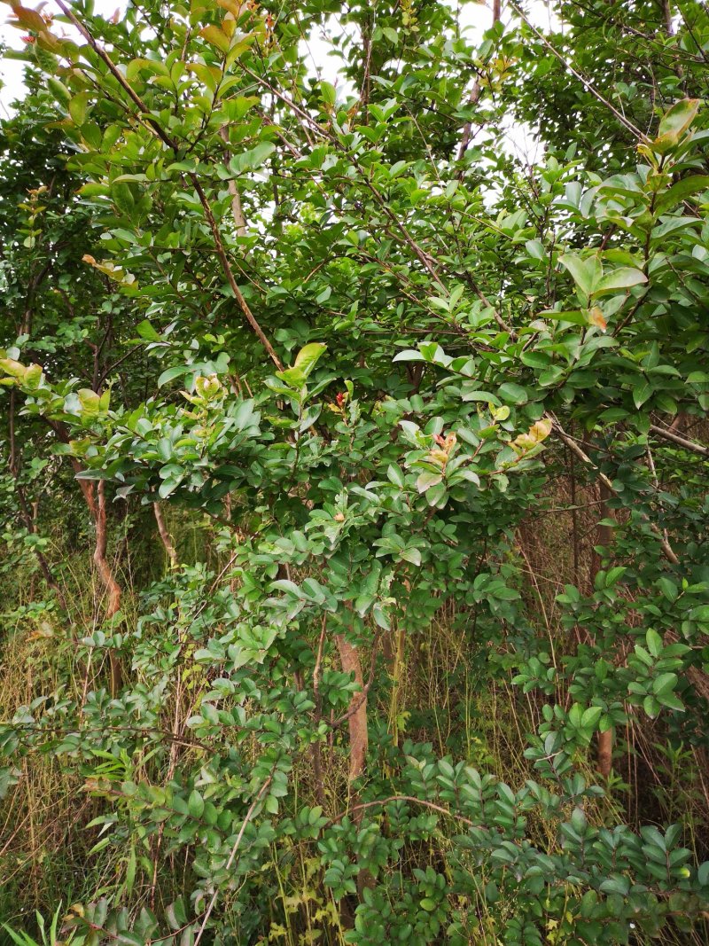 8000株绿化苗木紫薇