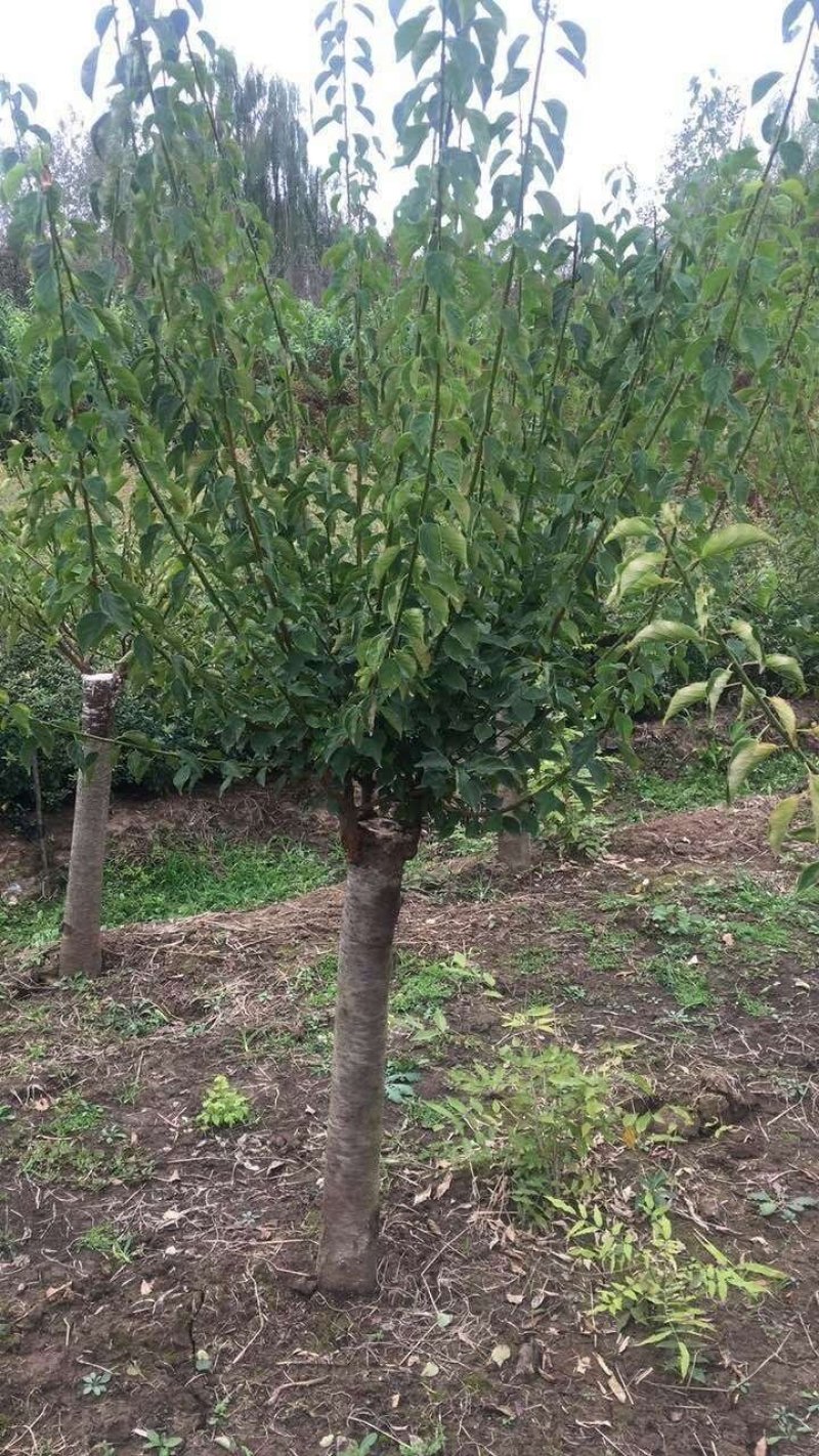 美人梅7公分美人梅新沂基地低价处理中，5之10公量大从优