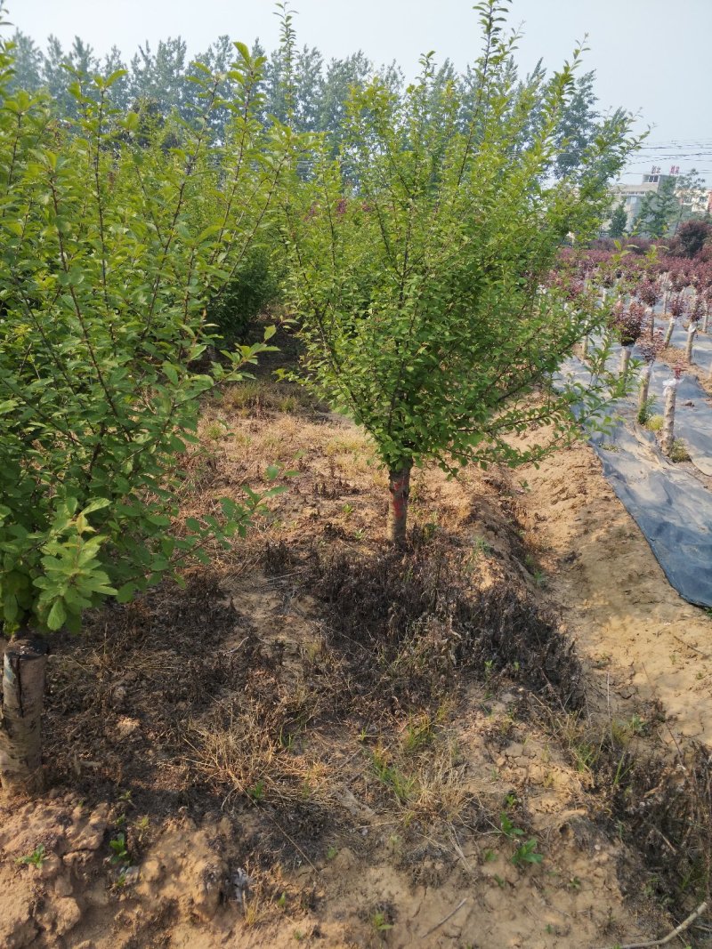 美人梅7公分美人梅新沂基地低价处理中，5之10公量大从优