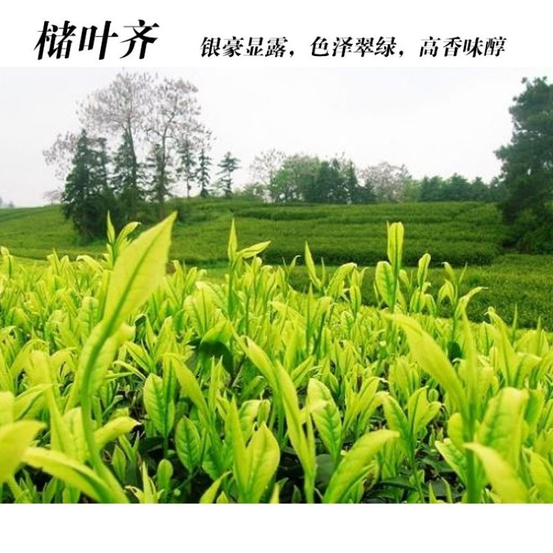福良山槠叶齐茶苗茶树苗穴盘苗容器苗
