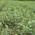 福良山槠叶齐茶苗茶树苗穴盘苗容器苗