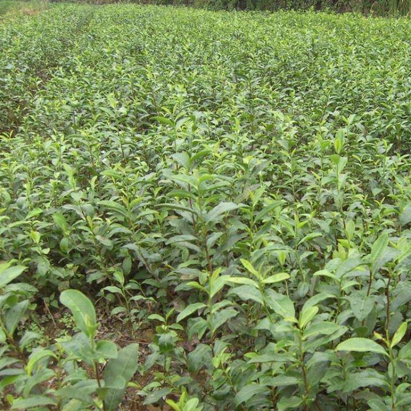 福良山槠叶齐茶苗茶树苗穴盘苗容器苗