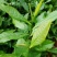 福良山槠叶齐茶苗茶树苗穴盘苗容器苗