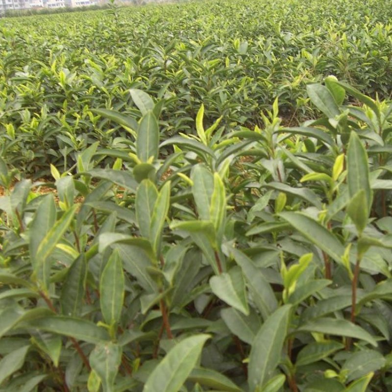 福良山槠叶齐茶苗茶树苗穴盘苗容器苗