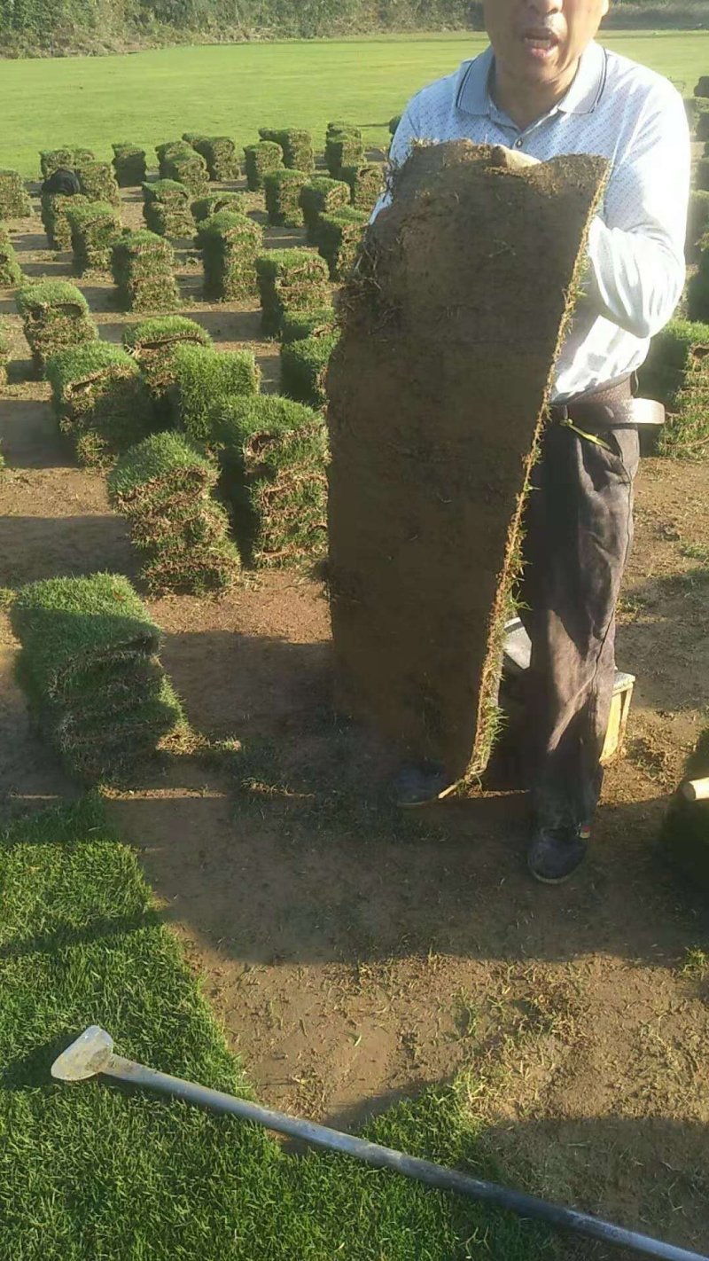 草皮规格，卷草长1米宽30二3片0.9平方一捆，